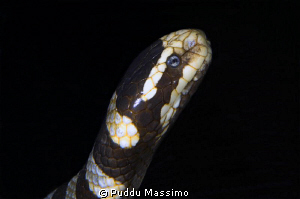 wakatobi,nikon d2x 60mm macro by Puddu Massimo 